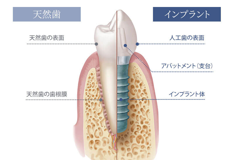 国内配送 天然歯の形態学 即発送可 2 2 (新品) 天然歯の形態学